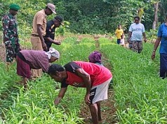 LMA Biak Dukung Program Ketahanan Pangan TMMD Biak LMA Biak Dukung Program Ketahanan Pangan TMMD Biak