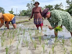 Tantangan Mencetak Sejuta Hektare Sawah di Papua Tantangan Mencetak Sejuta Hektare Sawah di Papua