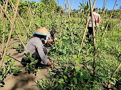 Petani Bersama Binmas Noken Bersenergi Dalam Program Kasuari