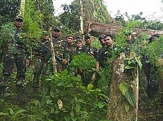 Prajurit Satgas Pamtas Yonif 126/KC Temukan Ladang Ganja di Perbatasan RI-PNG