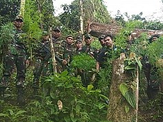 Prajurit Satgas Pamtas Yonif 126/KC Temukan Ladang Ganja di Perbatasan RI-PNG Prajurit Satgas Pamtas Yonif 126/KC Temukan Ladang Ganja di Perbatasan RI-PNG