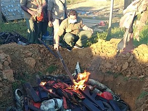 Ratusan Bangkai Buaya di Sorong, Akhirnya Dibakar dan Dikubur
