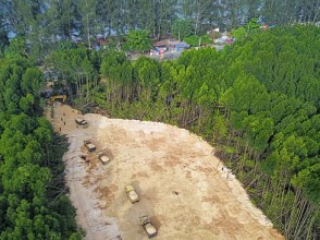  Stop Penimbunan Karang di Hutan Mangrove Kota Jayapura