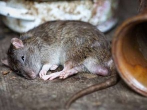 Bahaya! Kencing Tikus Bisa Mengakibatkan Gagal Ginjal