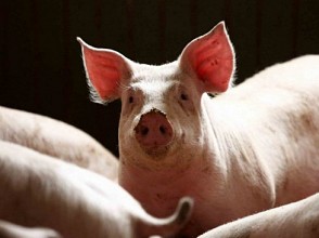 Ilmuwan Berhasil Transplantasi Paru-paru Kepada Babi