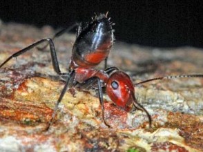 Semut ‘Harakiri’ Spesies Baru yang Mampu Meledak