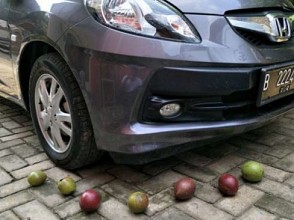Buah-buah ini Bisa Lindungi Mobil Anda dari Serangan Tikus