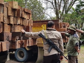 Sebanyak 292 Batang Kayu Ilegal Diamankan Tim Gabungan Dishut Papua