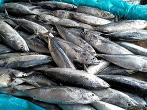 Desember 2019, Komoditas Ikan Konsumsi Picu Inflasi Kota Jayapura dan Merauke
