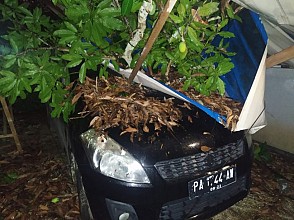 Hujan Deras Disertai Angin Kencang, Dua Mobil Tertimpa Pohon Tumbang di Jayapura