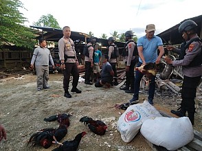 Polisi Grebek Praktik Judi Sabung Ayam di Muara Tami Kota Jayapura