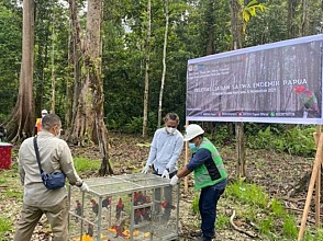 Freeport Bersama BBKSDA Papua Kembalikan 15 Ekor Burung  Kasturi Kepala Hitam ke Habitat Alam