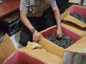 Polisi Gagalkan Penyelundupan 2.227  Ekor Kura-Kura Moncong Babi di Merauke