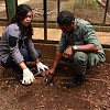 BBKSDA Sarankan Pemprov Papua Buat Kebun Binatang