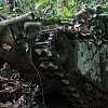 Penemuan Tank Perang Dunia II di Kawasan Hutan Papua
