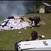 Ribuan Surat Suara Dibakar di Tingginambut