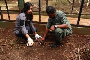 BBKSDA Sarankan Pemprov Papua Buat Kebun Binatang