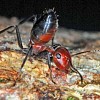 Semut ‘Harakiri’ Spesies Baru yang Mampu Meledak
