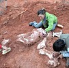 Dinosaurus tertua Didunia Kembali Ditemukan