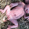 Publik Digegerkan Vidio dan Foto Kelahiran Babi yang Mirip Manusia