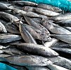 Desember 2019, Komoditas Ikan Konsumsi Picu Inflasi Kota Jayapura dan Merauke