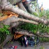 Pohon Tumbang, 3 Warga Dilarikan Ke Rumah Sakit