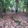 Polisi Temukan Ladang Ganja di Dosai Kabupaten Jayapura
