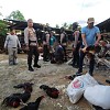 Polisi Grebek Praktik Judi Sabung Ayam di Muara Tami Kota Jayapura