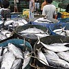 Harga Ikan Jadi Pemicu Deflasi di Kota Jayapura