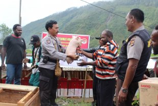 Binmas Noken Polri Serahkan 30 Ekor Babi kepada Masyarakat Puncak Jaya